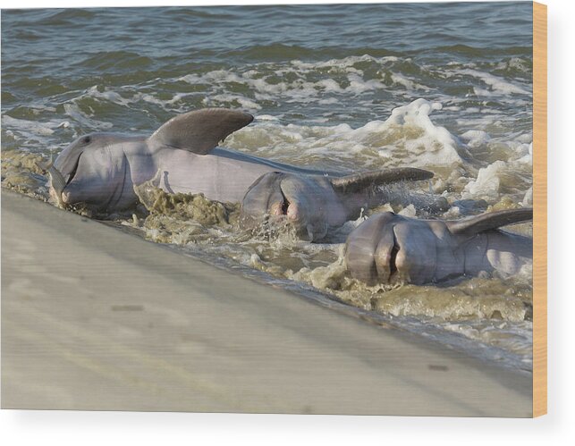 Dolphin Wood Print featuring the photograph Three Amigos by Patricia Schaefer