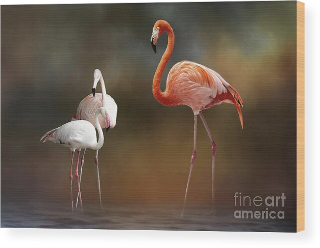 Flamingo Gardens Wood Print featuring the photograph Three Flamingos by Ed Taylor