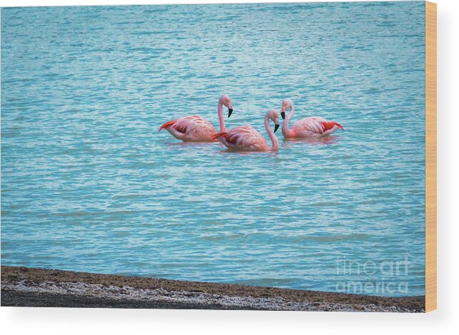 Flamingo Wood Print featuring the photograph Three flamingos on the Laguna Amarga by Lyl Dil Creations