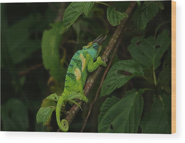Chameleon Wood Print featuring the photograph Three-Horned Chameleon by Melihat Veysal