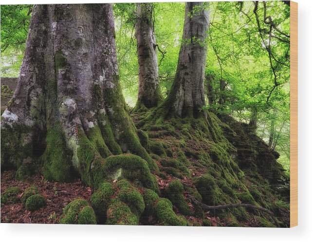 Acharn Scotland Wood Print featuring the photograph Three Kings of Acharn - Scotland - Trees by Jason Politte
