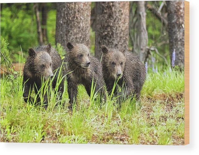 Grizzly Wood Print featuring the photograph Three of Four of Grizzly 399's Cubs by Belinda Greb