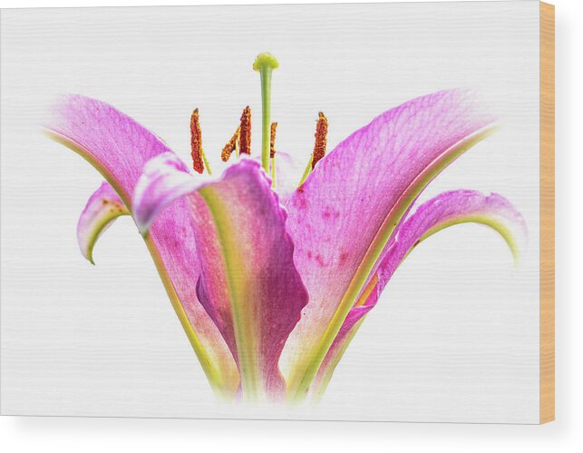 Lily Wood Print featuring the photograph Tickled Pink by Carol Senske