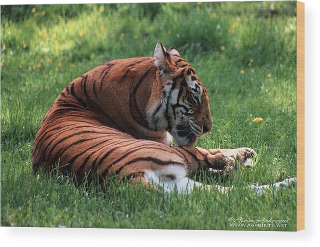 Tiger Wood Print featuring the photograph Tiger Enjoying the Morning Sun by Alan Ackroyd