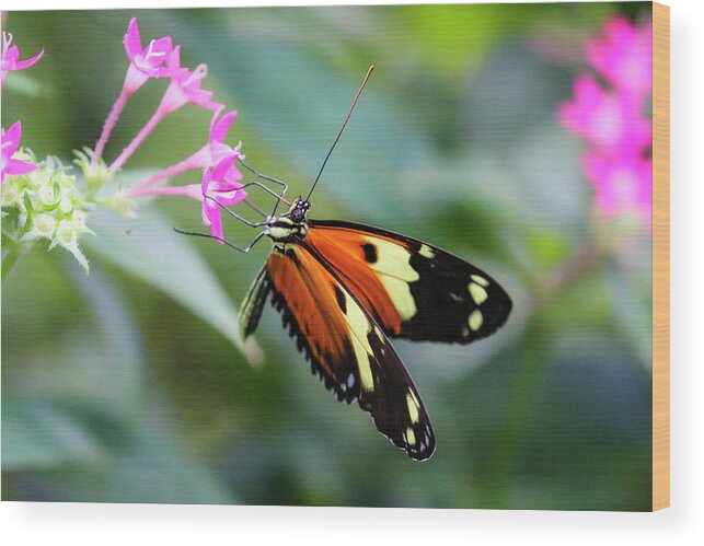 Arizona Wood Print featuring the photograph Tiger Longwing Butterfly and Pink Flowers 3 by Dawn Richards