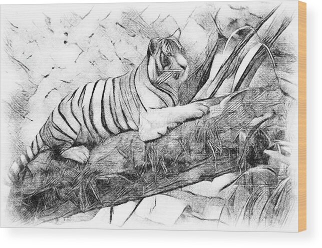 Drawing Wood Print featuring the photograph Tiger Posing by Debra Kewley