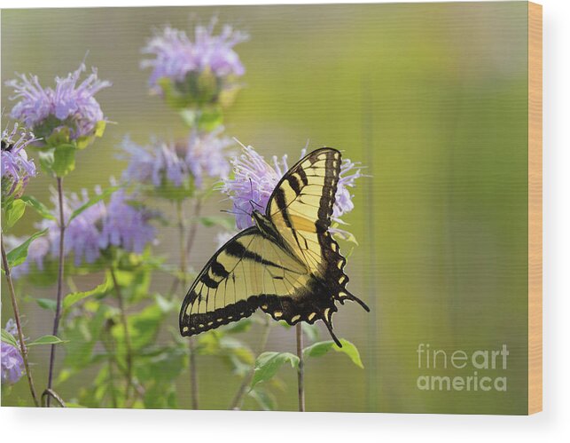 Wildflower Garden Wood Print featuring the photograph Tiger Swallowtail - Butterflies by Rehna George