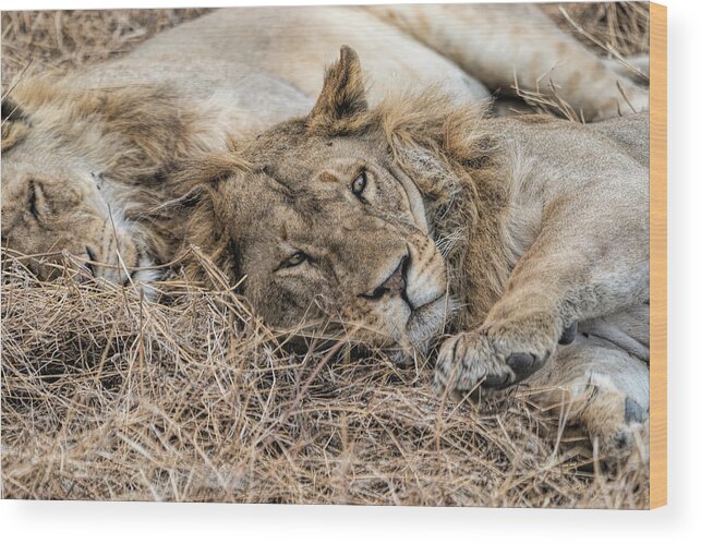 Africa Wood Print featuring the photograph Time for a Snuggle by Betty Eich