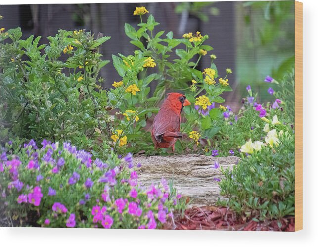 Cardinal Wood Print featuring the photograph Tip Toe Through the Flowers by Mary Buck