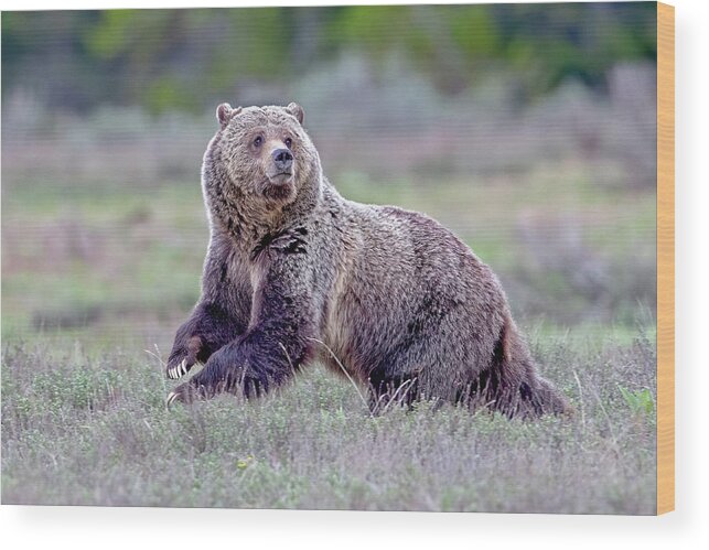 Grizzly Bear Wood Print featuring the photograph Top of the Food Chain by Jack Bell