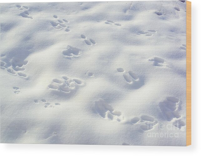 Snow Wood Print featuring the photograph Tracks and Shadows by Kae Cheatham