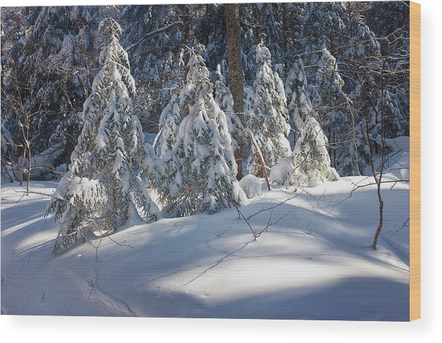 New Hampshire Wood Print featuring the photograph Trailside Light by Jeff Sinon