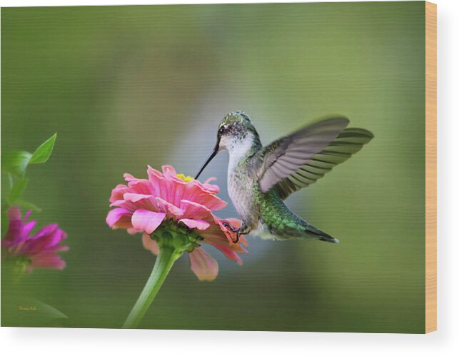 Hummingbird Wood Print featuring the photograph Tranquil Joy by Christina Rollo