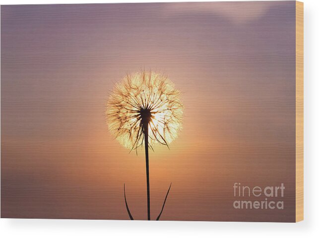Beauty Wood Print featuring the photograph Trapped sun by Darya Zelentsova