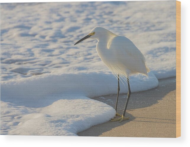 Snowy Egret Wood Print featuring the photograph Treasures of the Foam by RD Allen