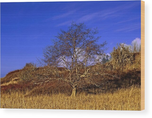 Beautiful Wood Print featuring the photograph Tree Against A Slope by David Desautel