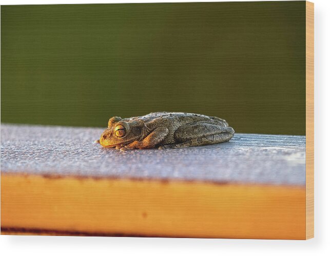 Tree Frog Wood Print featuring the photograph Tree frog relaxing as the sun rises for day to begin by Dan Friend