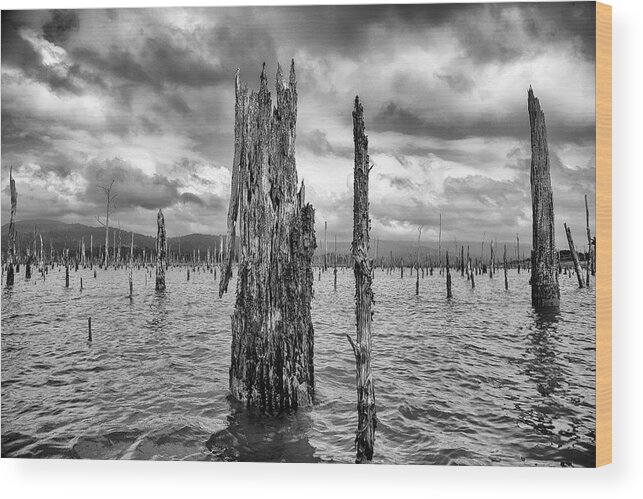 Brokopondo Lake Wood Print featuring the photograph Tree Graveyard by Phil Marty