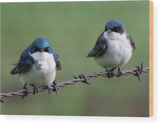 Tree Swallow Wood Print featuring the photograph Tree Swallow Pair by Cascade Colors