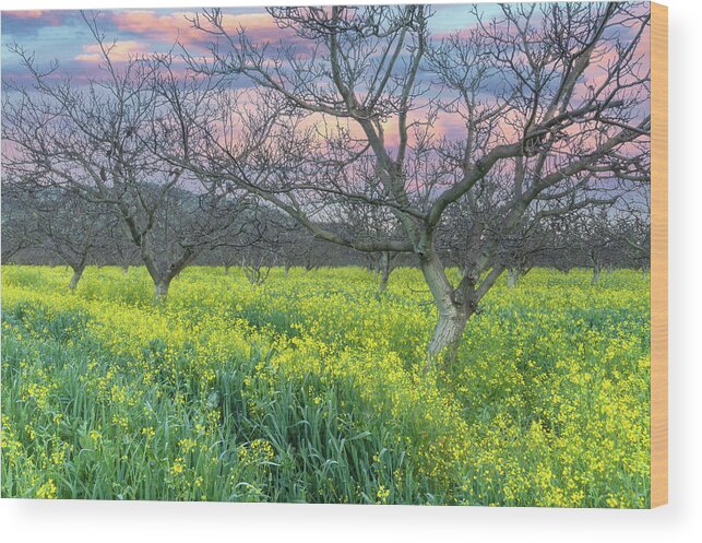 Brassica Rapa Wood Print featuring the photograph Trees And Wildflowers by Jonathan Nguyen