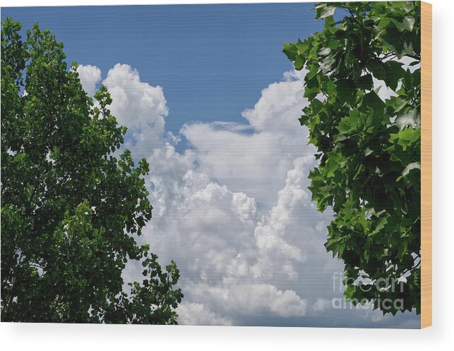 Green Tree Leaves Wood Print featuring the photograph Trees Clouds Sky by Phil Perkins