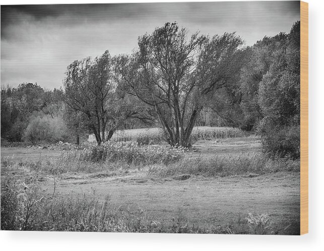 Trees Wood Print featuring the photograph Trees in a Farmers Field by Alan Goldberg