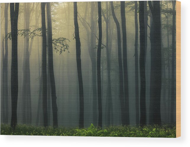 Balkan Mountains Wood Print featuring the photograph Trees In Dark Forest by Evgeni Dinev
