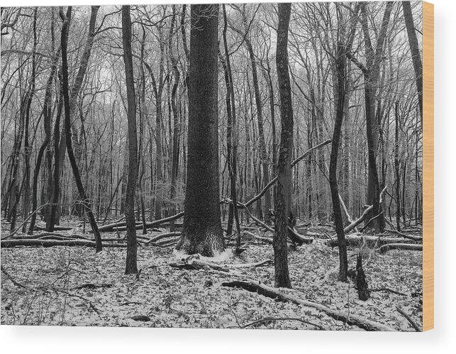 Mercer County Park Wood Print featuring the photograph Trees in Mercer County Park by Stephen Russell Shilling