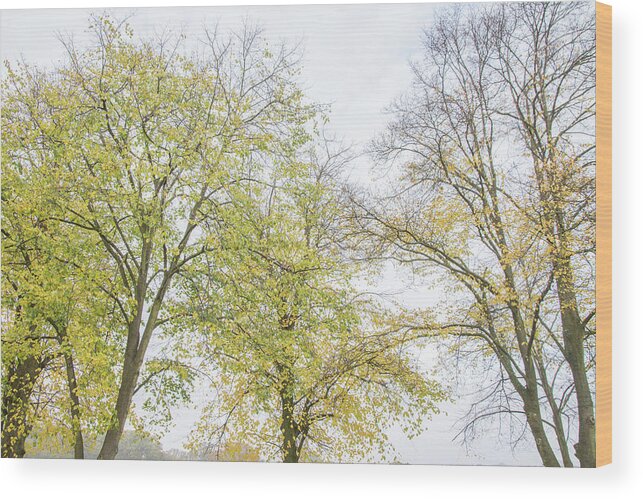 Trent Park Wood Print featuring the photograph Trent Park Trees Fall 16 by Edmund Peston