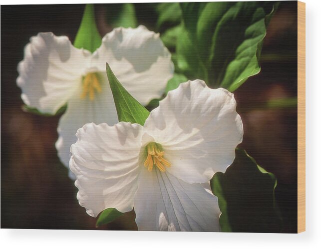  Wood Print featuring the photograph Trillium Flowers by Louise Tanguay