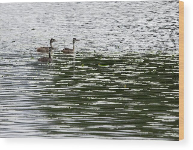 Finland Wood Print featuring the photograph Trio. Great crested grebe, young by Jouko Lehto