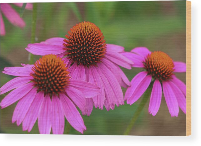 Coneflower Wood Print featuring the photograph Triple Threat by Mary Anne Delgado