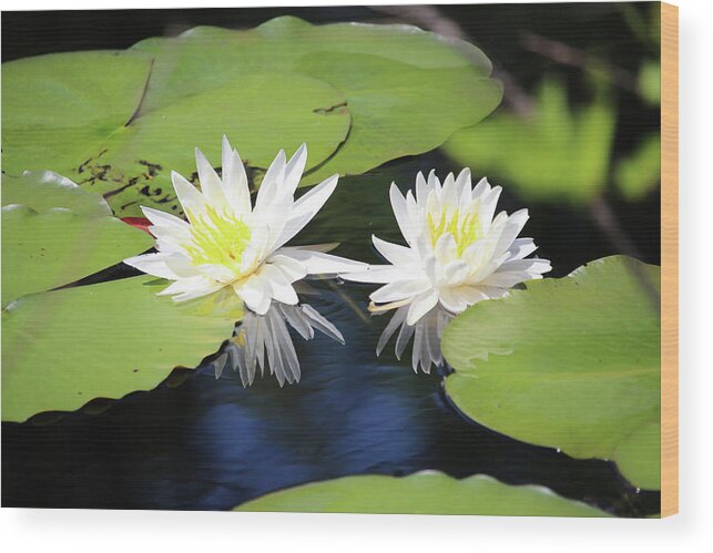 Waterlily Wood Print featuring the photograph Tropical White Waterlilies by Cynthia Guinn