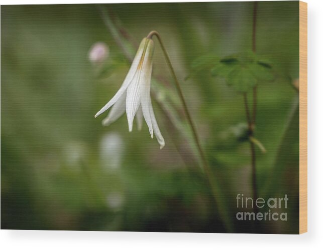 Flower Wood Print featuring the photograph Trout Lily 1 by Bill Frische