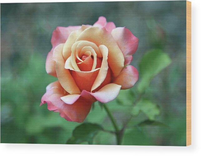 Rose Wood Print featuring the photograph True Beauty by Gina Fitzhugh