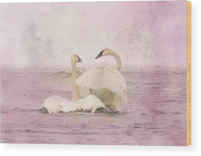 Swans Wood Print featuring the photograph Trumpeter Swan Hug by Patti Deters