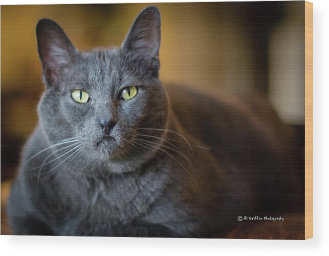 Cat Wood Print featuring the photograph Tucker I by Al Griffin