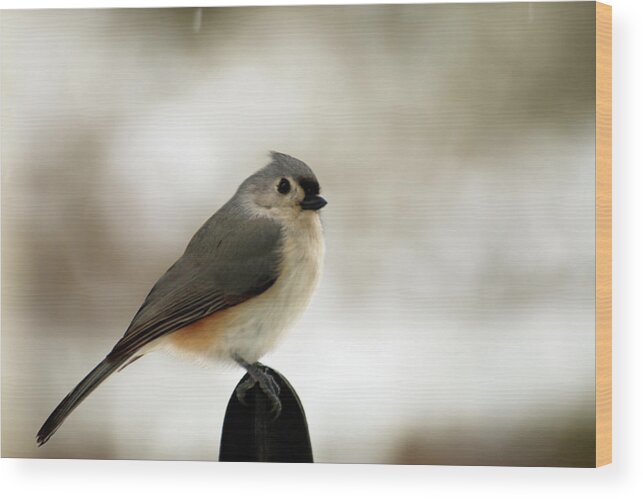 Tufted Tit Mouse Wood Print featuring the photograph Tufted Tit Mouse by Laurie Lago Rispoli