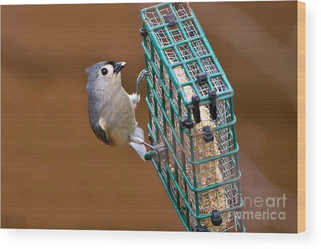 Tufted Wood Print featuring the photograph Tufted titmouse feeding by Yvonne M Smith