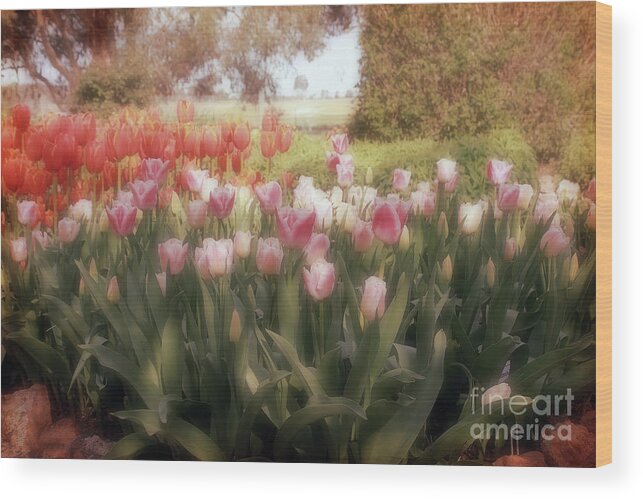 Flowers Wood Print featuring the photograph Tulip Dreams by Elaine Teague