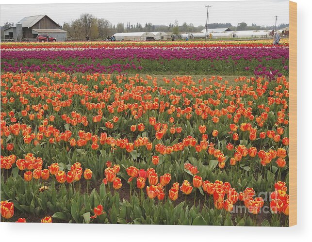 Tulips Wood Print featuring the photograph Tulip Fields -1 by Scott Cameron