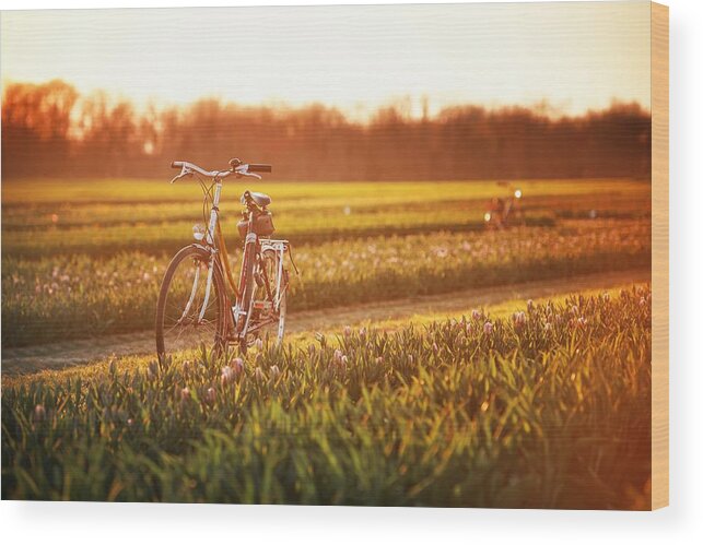 Tulip Wood Print featuring the photograph Tulip in farm sunrise by Songquan Deng