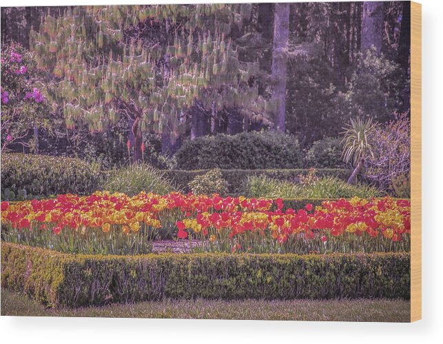 Tulips Wood Print featuring the photograph Tulips at Shore Acres by Sally Bauer