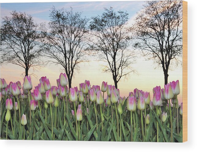 Tulip Wood Print featuring the photograph Tulips in a Field by Maria Meester