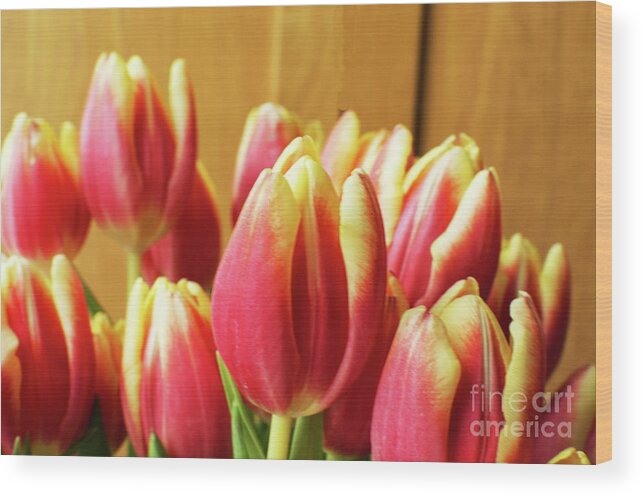 Tulips Wood Print featuring the photograph Tulips by Pics By Tony