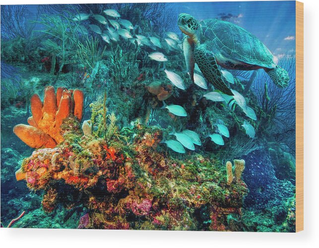 Cove Wood Print featuring the photograph Turtle on the Underwater Reef by Debra and Dave Vanderlaan