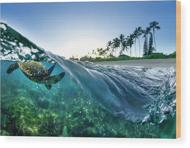 Sea Wood Print featuring the photograph Turtle Split by Sean Davey