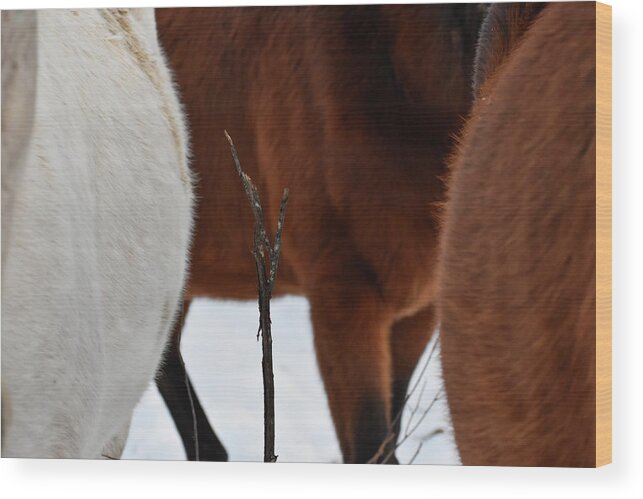 Winter Wood Print featuring the photograph Twig Among Steeds by Listen To Your Horse