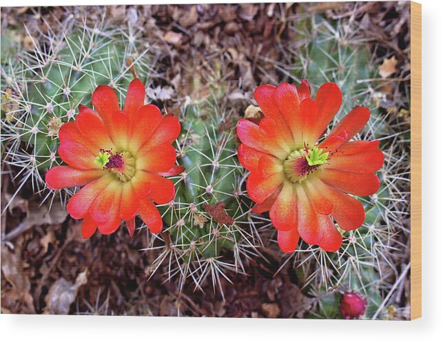 Cacti Wood Print featuring the photograph Twin Claret Cup Cactus by Bob Falcone