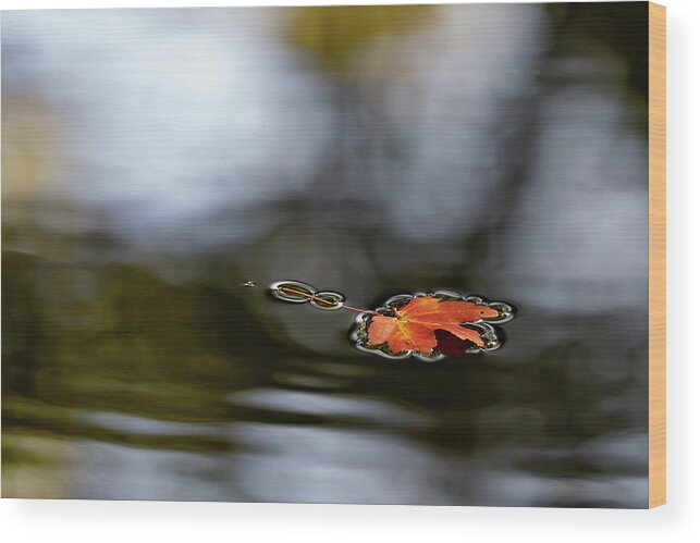 Autumn Wood Print featuring the photograph Twin Lakes Red by Kevin Suttlehan